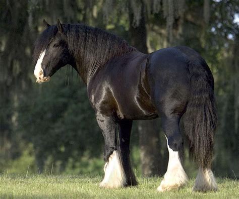 black gypsy vanner horse|gypsy draft pony.